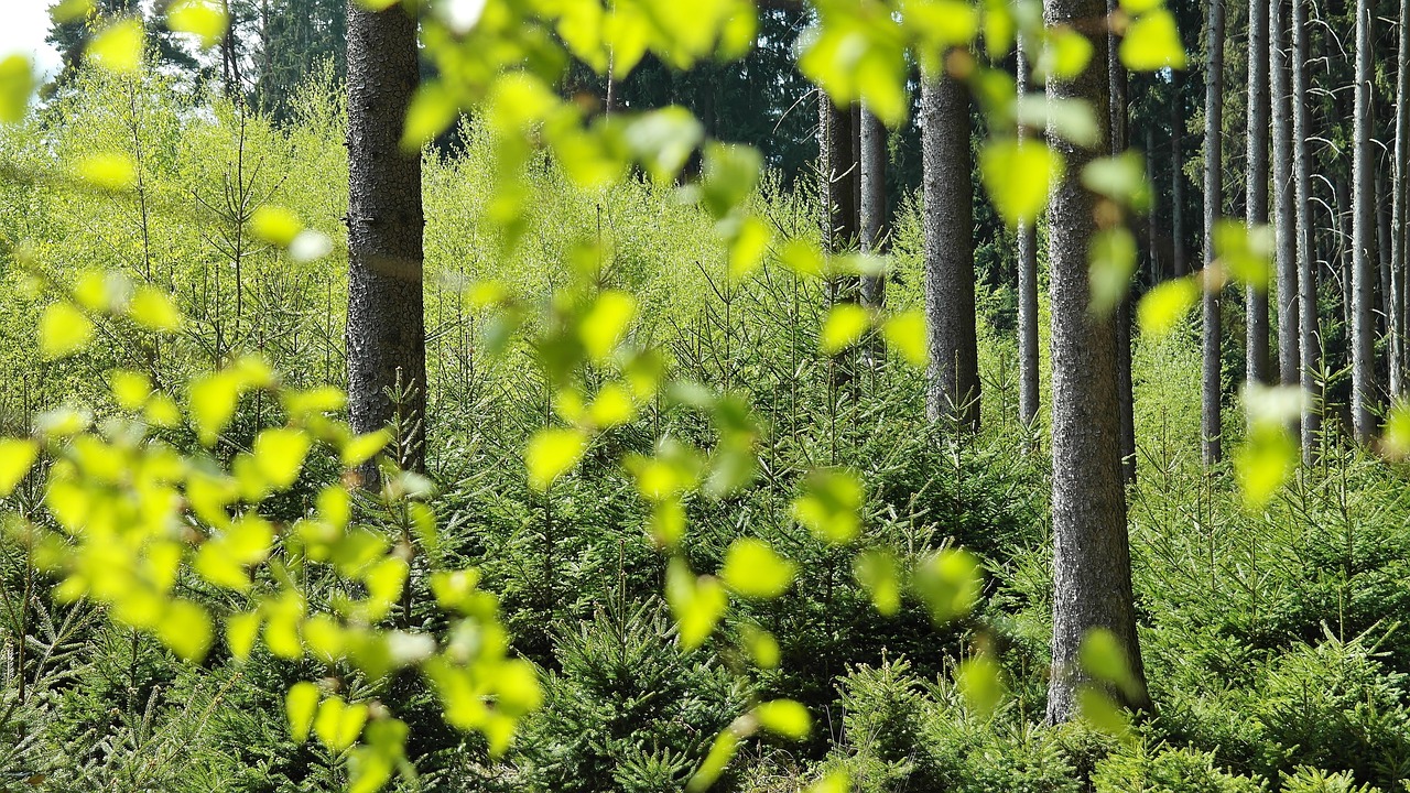 image of forest trees